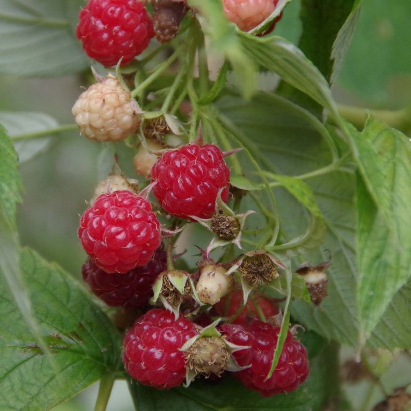 Organic Raspberry Bohemian (Everbearing) - Rubus idaeus (Harvest)