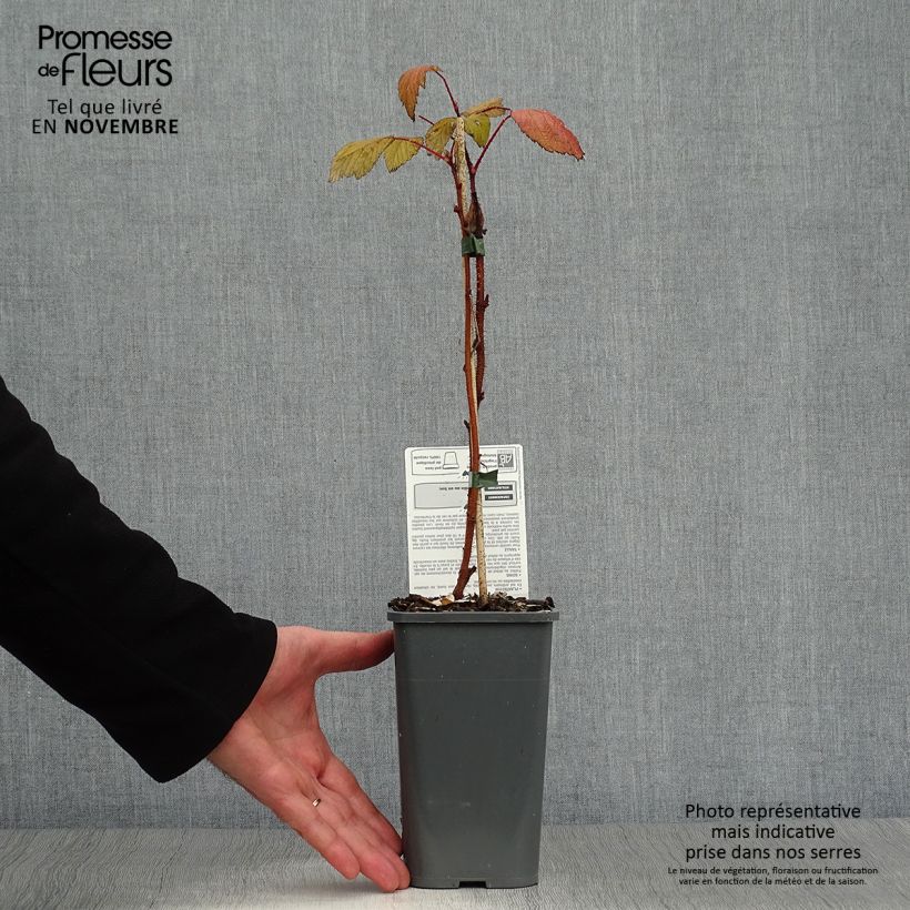 Organic Raspberry Heritage- Rubus idaeus 1.5L/2L pot, Clump sample as delivered in autumn