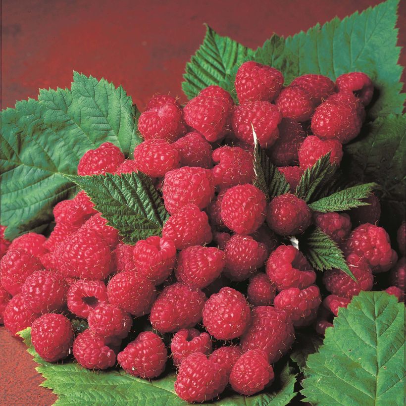 Raspberry Magnific Delbard- Rubus idaeus (Harvest)