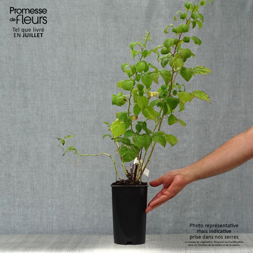Raspberry Malling Promise- Rubus idaeus 1.5L/2L pot sample as delivered in summer