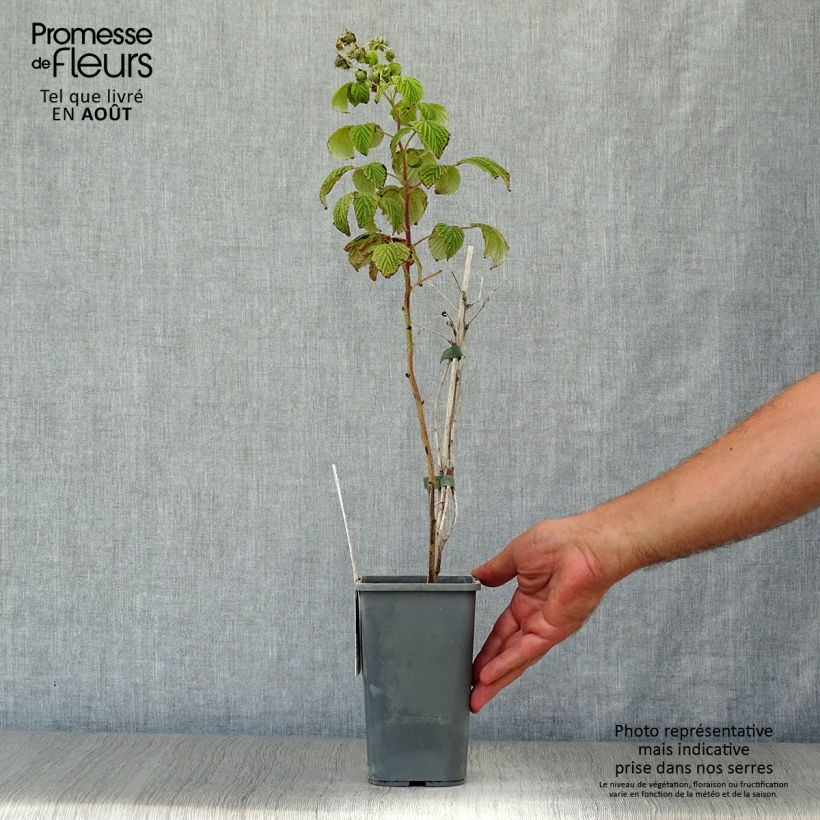 Organic Raspberry Marastar- Rubus idaeus 1.5L/2L pot, ClumpShipped height around 40/50cm sample as delivered in summer