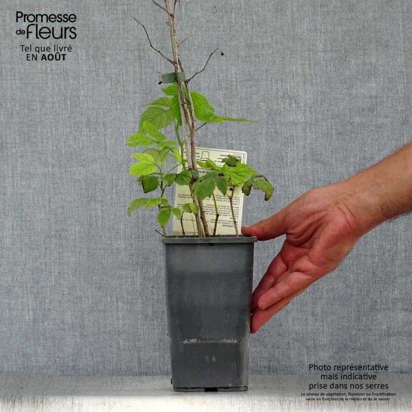 Organic Raspberry Willamette - Rubus idaeus 1.5L/2L pot, BushShipped height around 30/40cm sample as delivered in summer