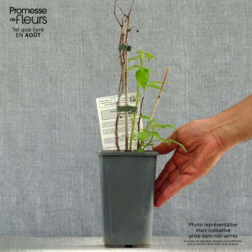 Raspberry Zeva Herfsternte B - Rubus idaeus 1.5L/2L pot, ClumpShipped height around 30/40cm sample as delivered in summer