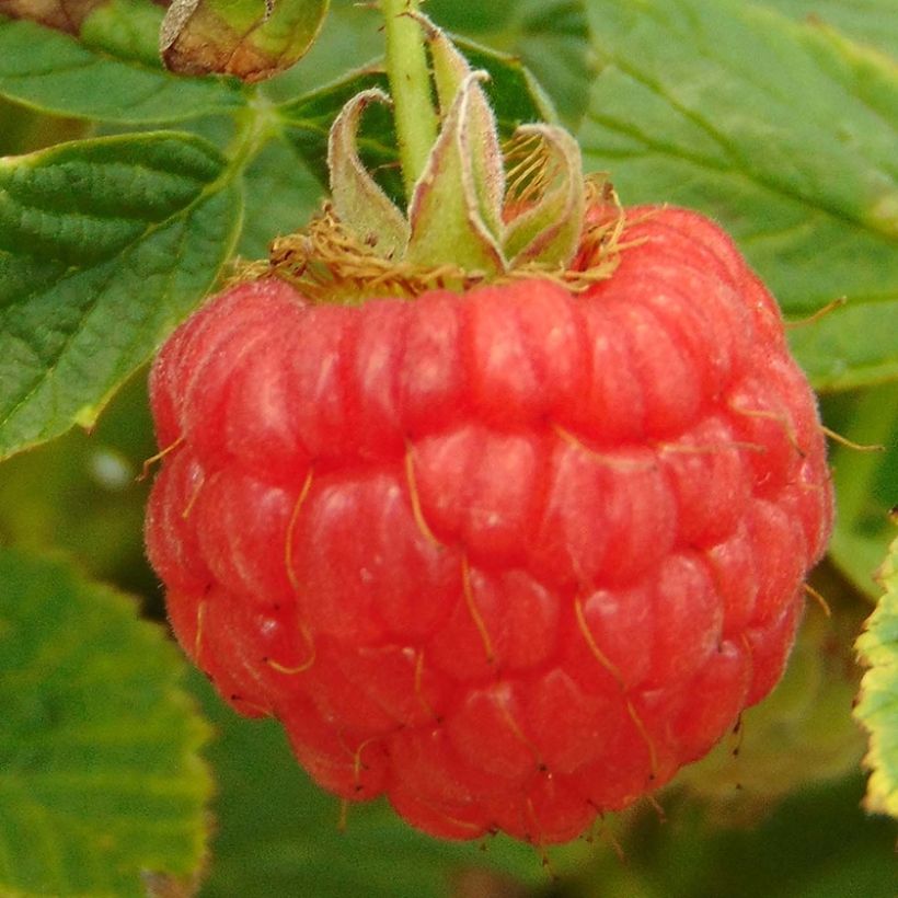Organic Raspberry Little Sweet Sister- Rubus idaeus (Harvest)