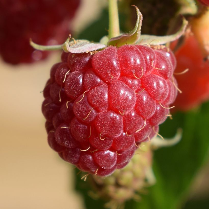 Raspberry Autumn Belle (Everbearing) - Rubus idaeus (Harvest)