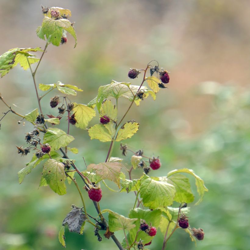 Raspberry Autumn Belle (Everbearing) - Rubus idaeus (Plant habit)