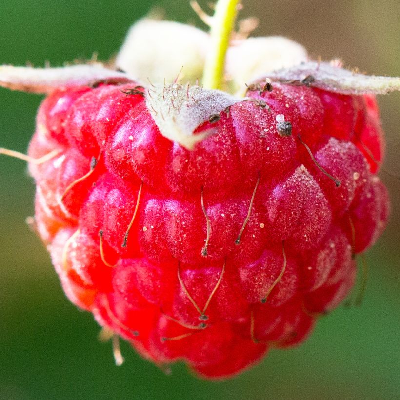 Raspberry September - Rubus idaeus (Harvest)