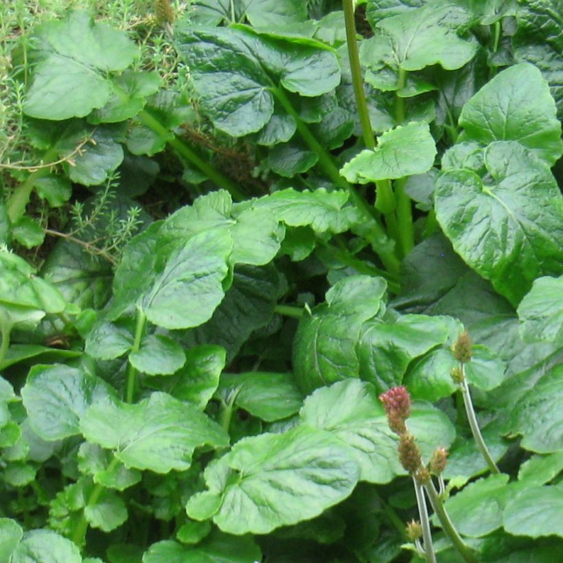 Francoa appendiculata (Foliage)
