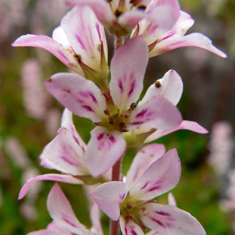 Francoa sonchifolia (Flowering)