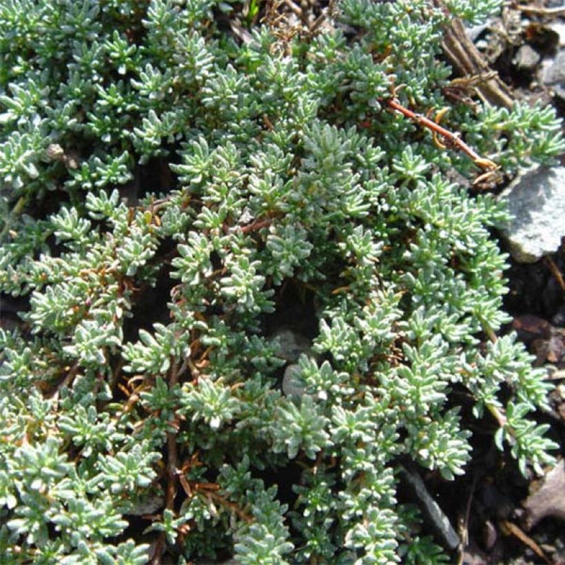 Frankenia laevis (Plant habit)