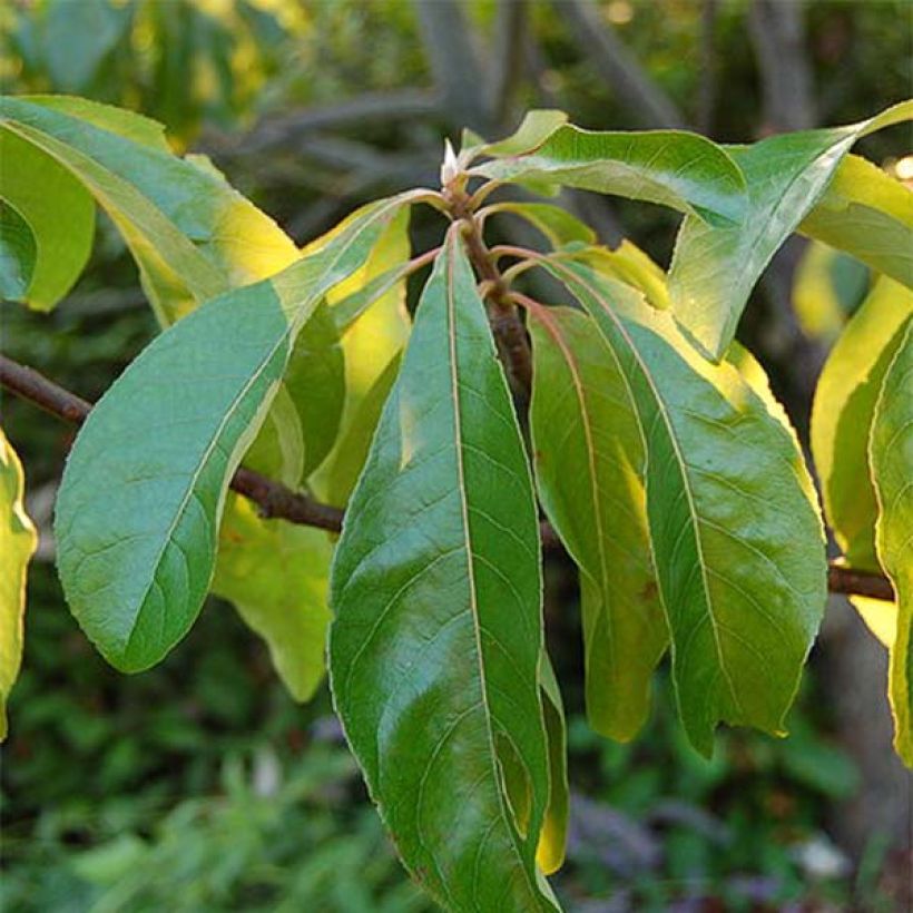 Franklinia alatamaha (Foliage)