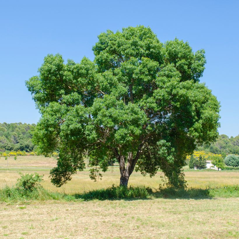Fraxinus angustifolia - Ash (Plant habit)