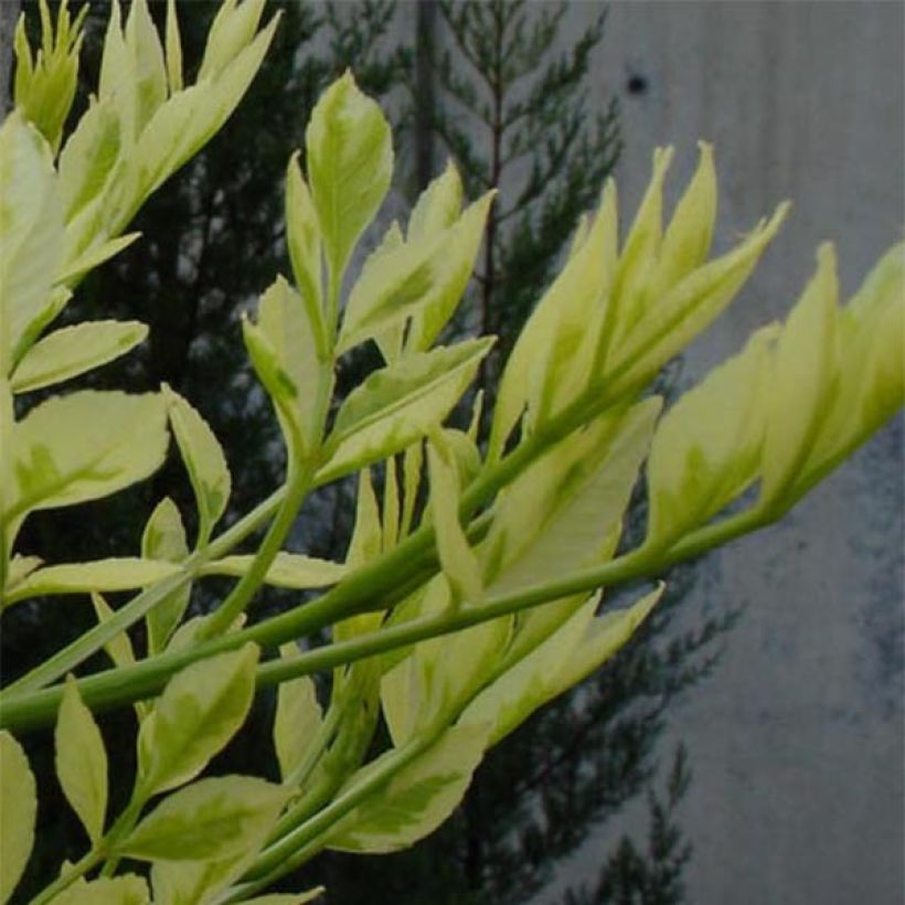 Fraxinus angustifolia Variegata - Ash (Foliage)