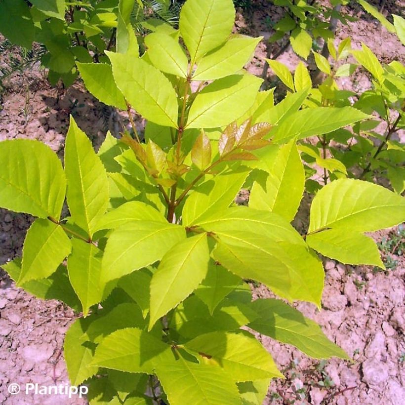 Fraxinus chinensis Emmas Gold - Ash (Foliage)