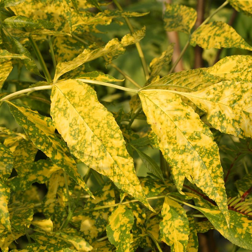 Fraxinus pennsylvanica - Green Ash Aucubifolia (Foliage)