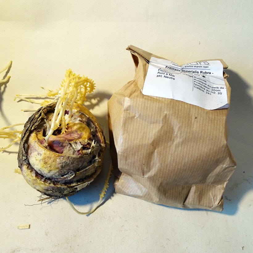 Example of Fritillaria imperialis Rubra specimen as delivered