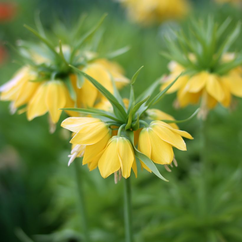 Fritillaria imperialis Lutea (Flowering)