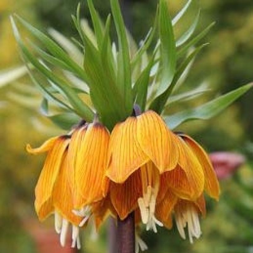 Fritillaria imperialis Striped Beauty (Flowering)