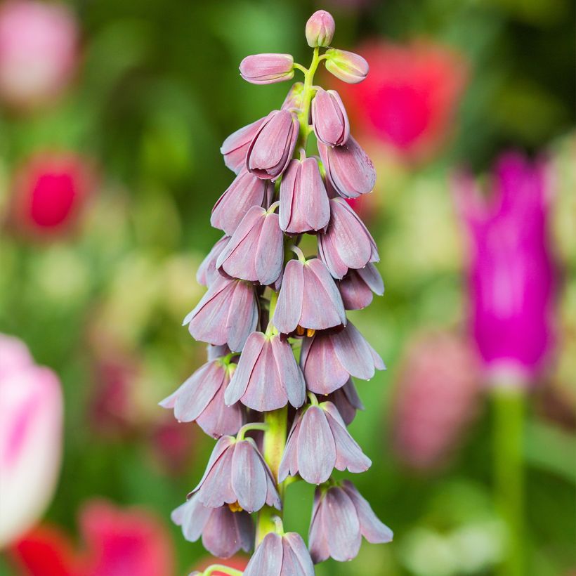 Fritillaria persica (Flowering)