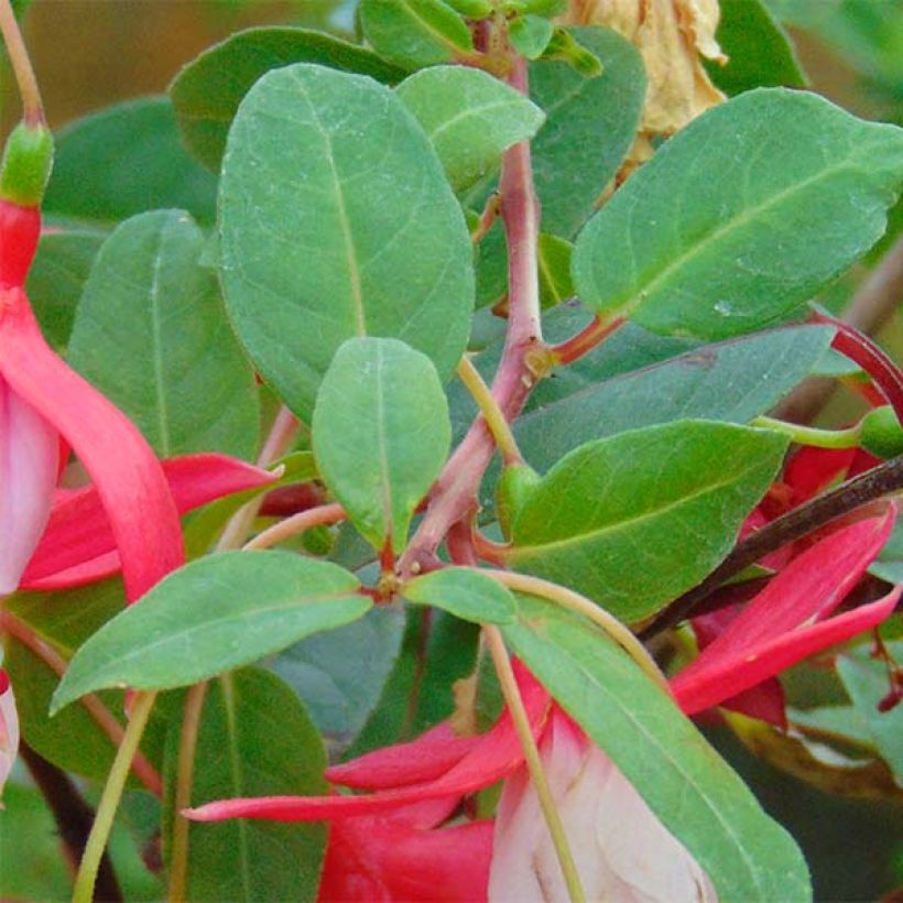 Fuchsia Chantilly (Foliage)