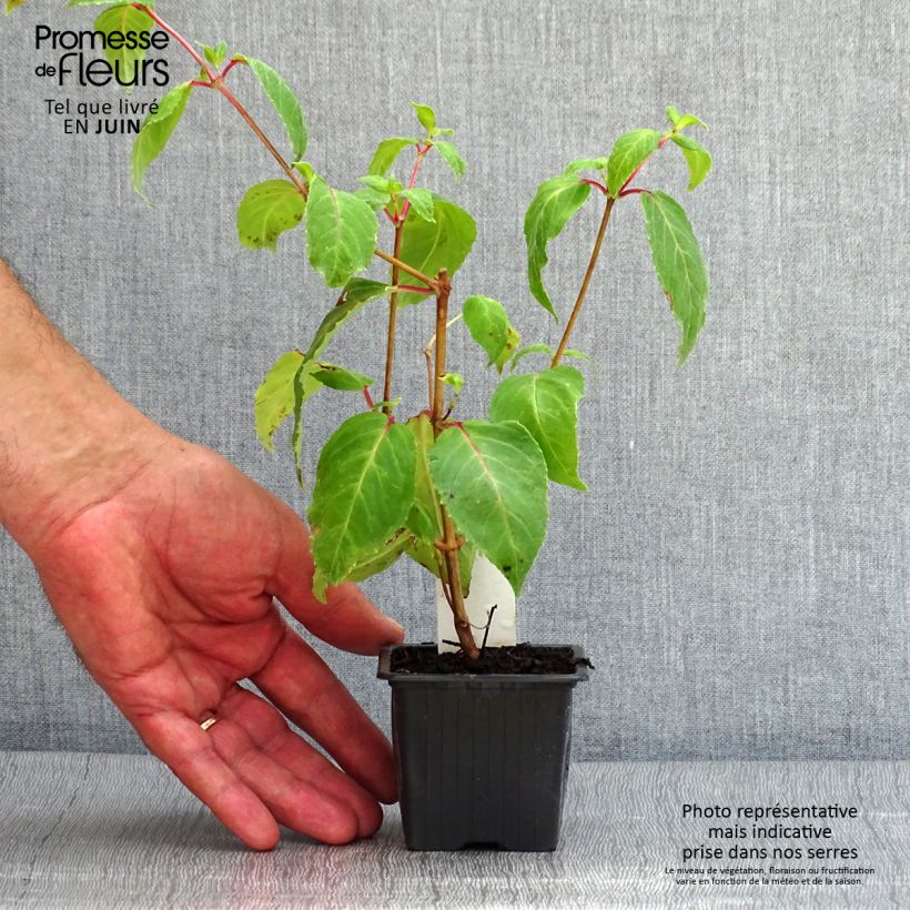 Fuchsia Deep Purple 8/9 cm pot sample as delivered in summer