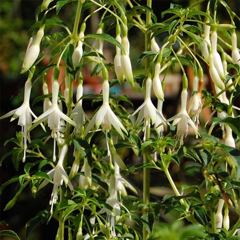 Fuchsia  magellanica Hawkshead (Flowering)