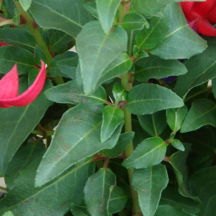 Fuchsia Marjory Black (Foliage)