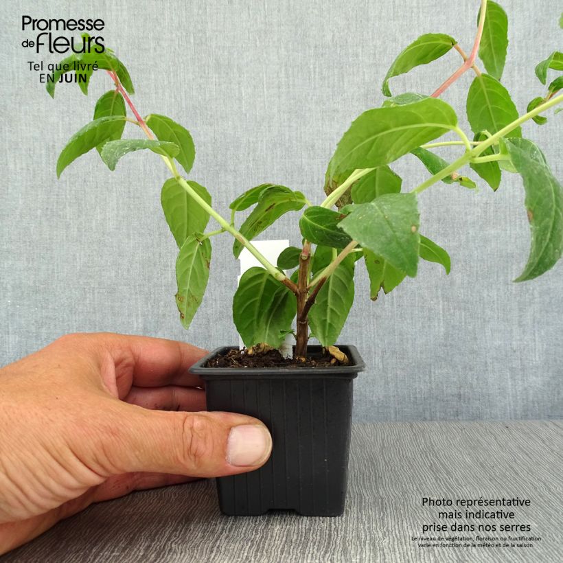 Fuchsia x triphylla Thalia 8/9 cm pot sample as delivered in summer