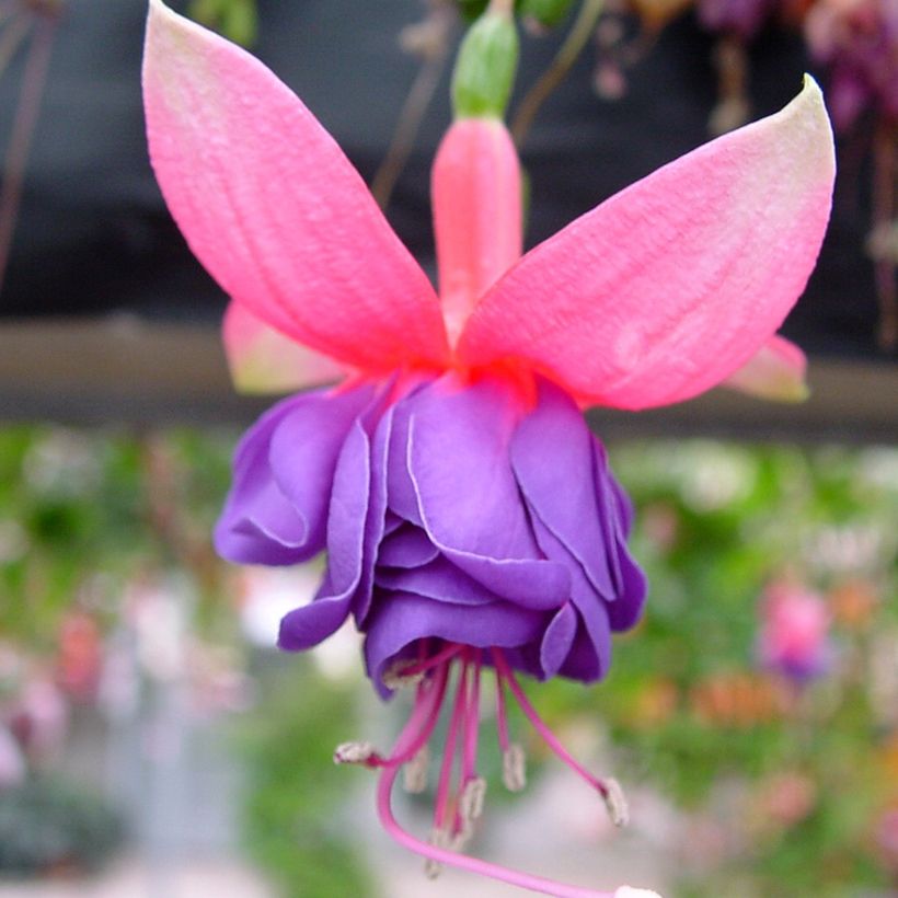 Fuchsia Winston Churchill (Flowering)