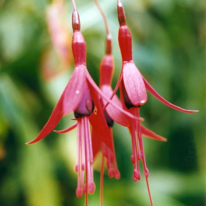 Fuchsia brevilobis (Flowering)