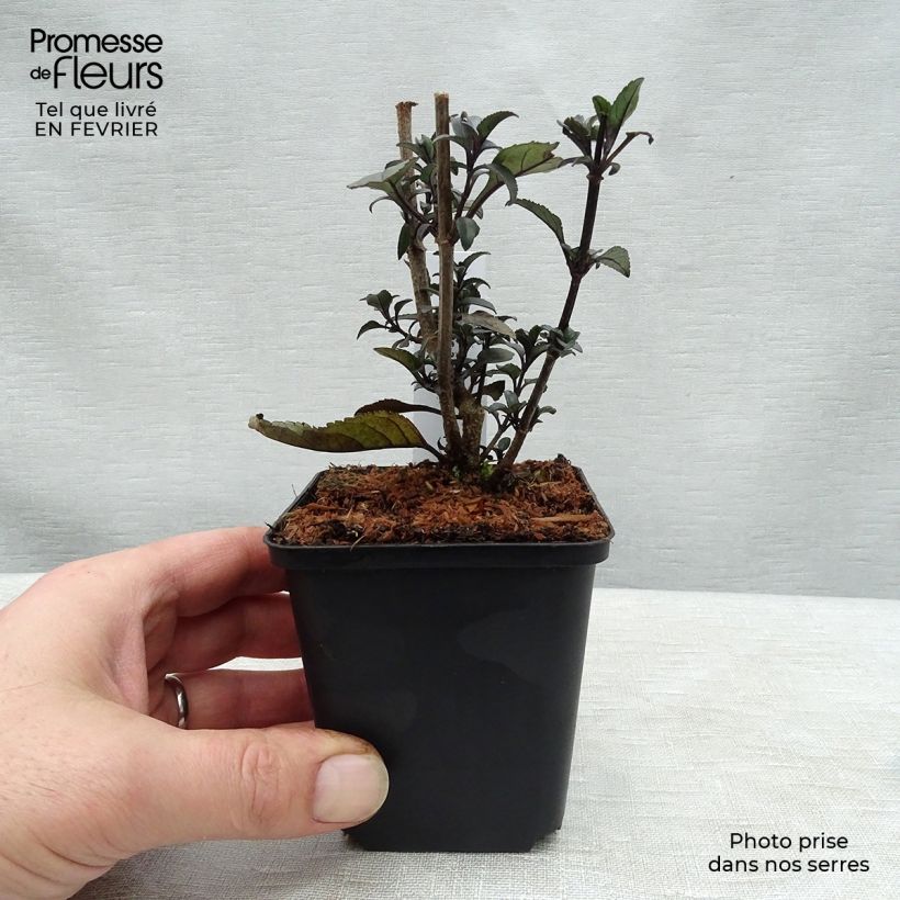 Phygelius Blacher - Cape Fuchsia sample as delivered in winter