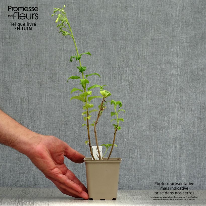 Phygelius Moonraker - Cape Fuchsia 8/9 cm pot sample as delivered in summer