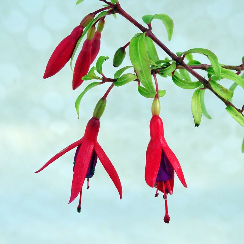 Fuchsia Lady Boothby (Flowering)