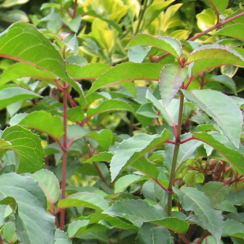 Fuchsia magellanica (Foliage)