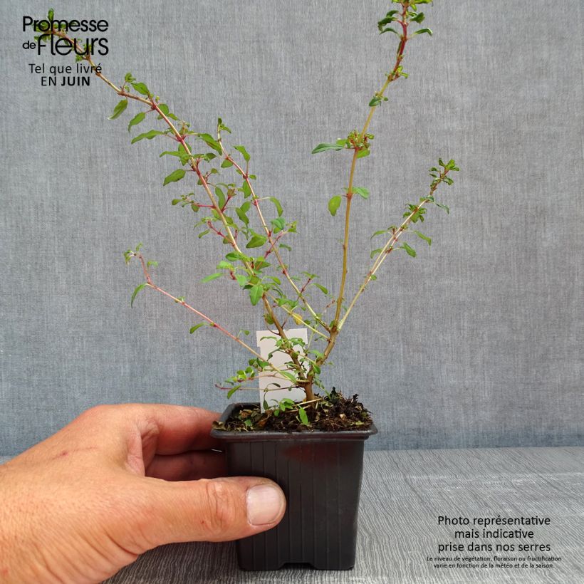 Fuchsia magellanica Arauco sample as delivered in spring