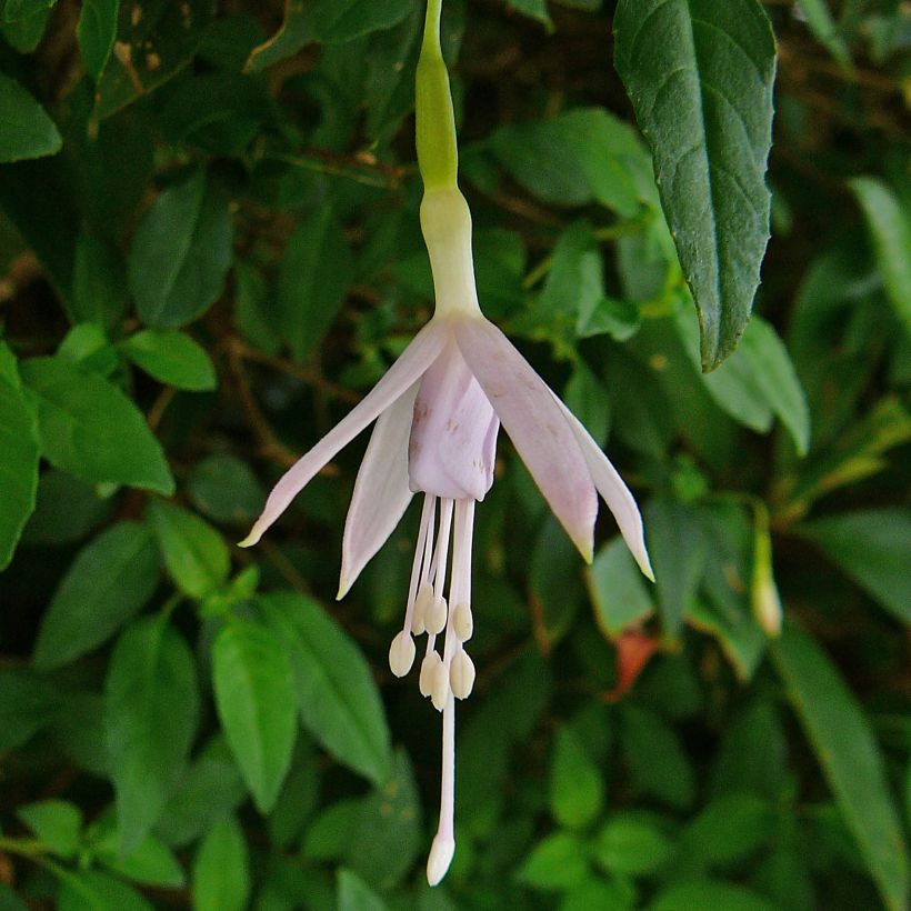Fuchsia magellanica var. molinae (Flowering)