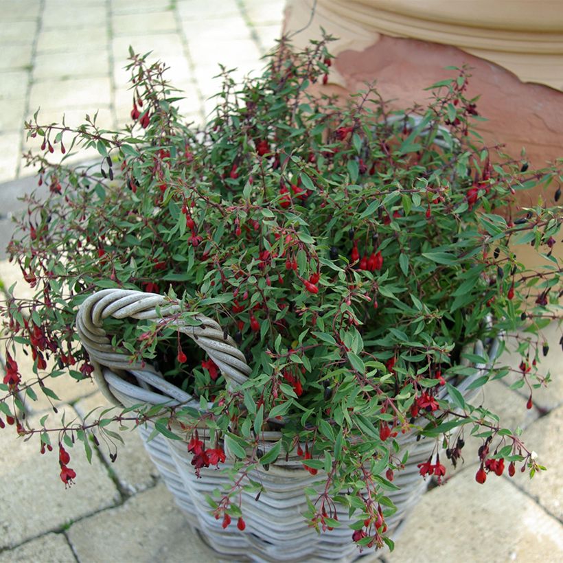 Fuchsia magellanica Arauco (Plant habit)
