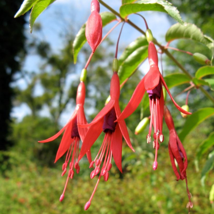 Fuchsia magellanica var. gracilis (Flowering)