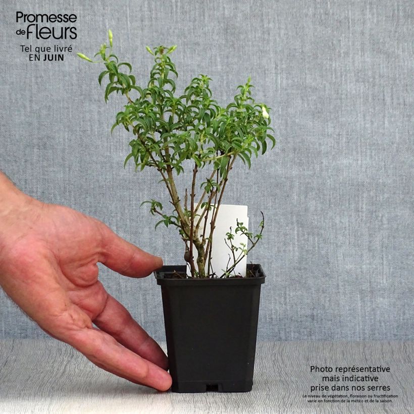 Fuchsia magellanica var. molinae 8/9 cm pot sample as delivered in summer