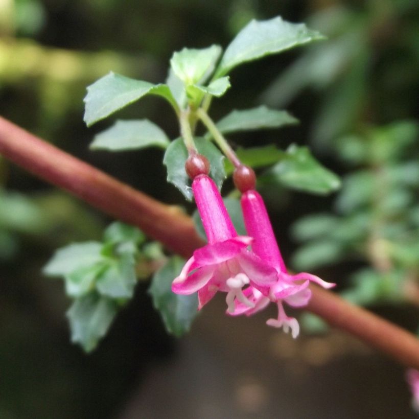 Fuchsia microphylla subsp. microphylla (Flowering)