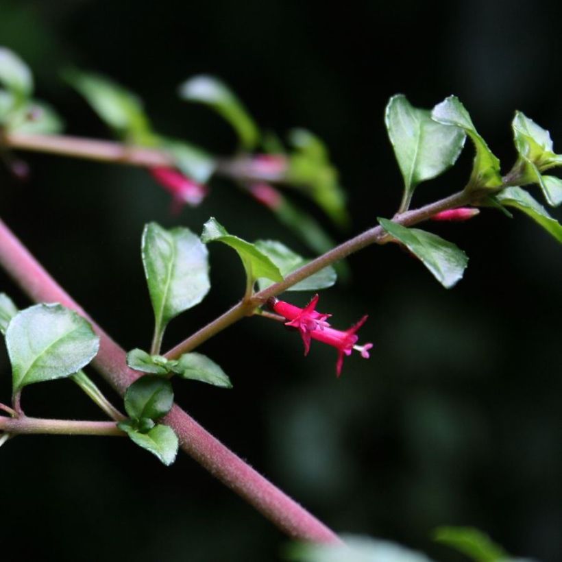 Fuchsia microphylla subsp. hemschleiana subsp. hemschleiana (Flowering)