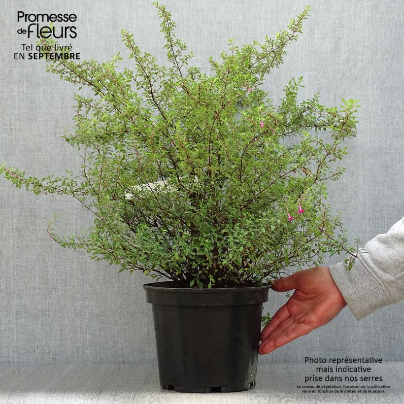 Fuchsia microphylla subsp. microphylla 4L/5L pot sample as delivered in autumn