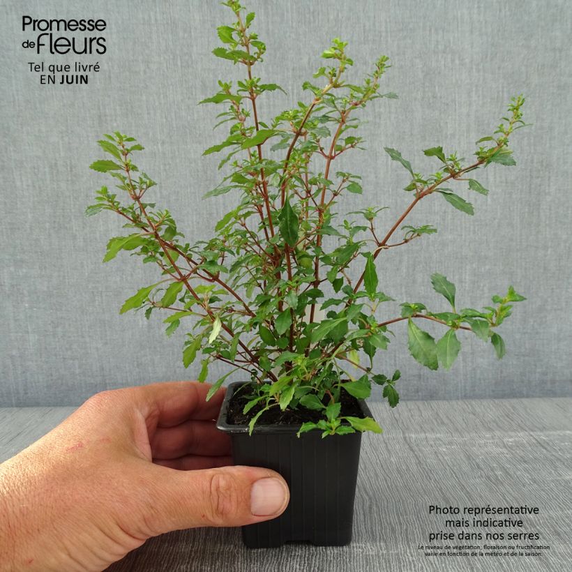 Fuchsia minutiflora sample as delivered in spring