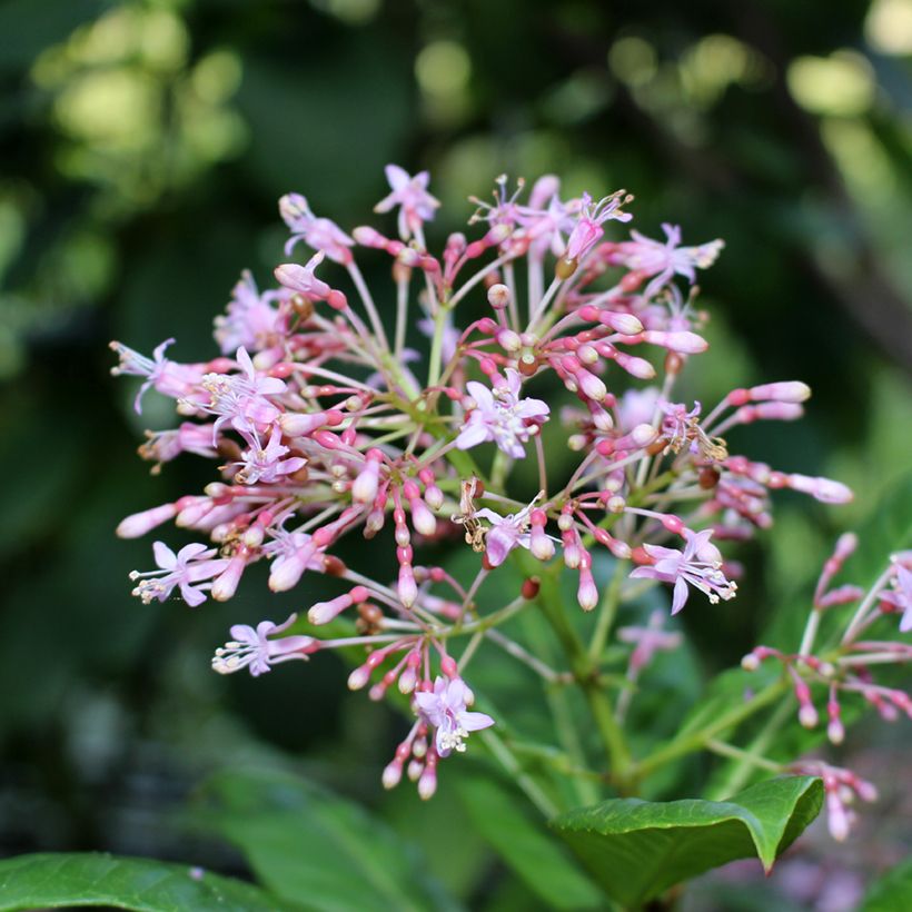 Fuchsia paniculata (Flowering)