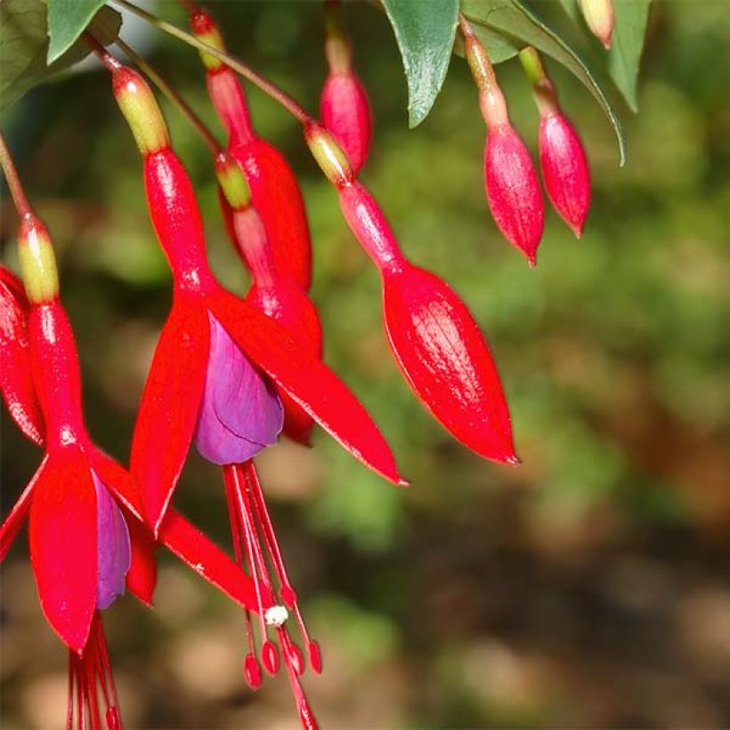 Fuchsia regia Reitzii (Flowering)