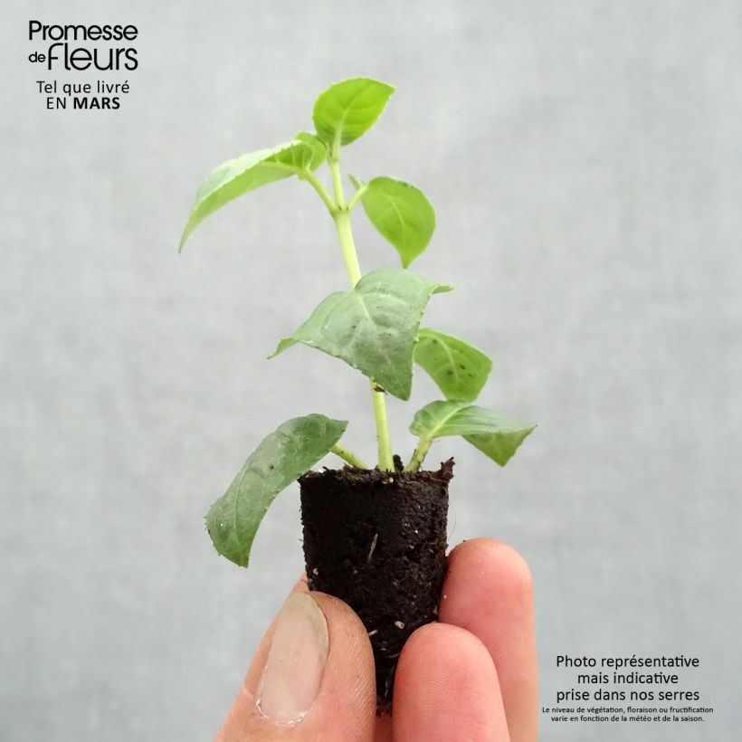 Fuchsia Bella Rosella Plug plant 1.5/2.5 cm sample as delivered in spring