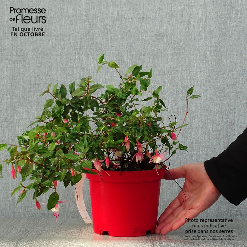 Fuchsia rustique Alice Hoffman Pot de 2L/3L sample as delivered in autumn