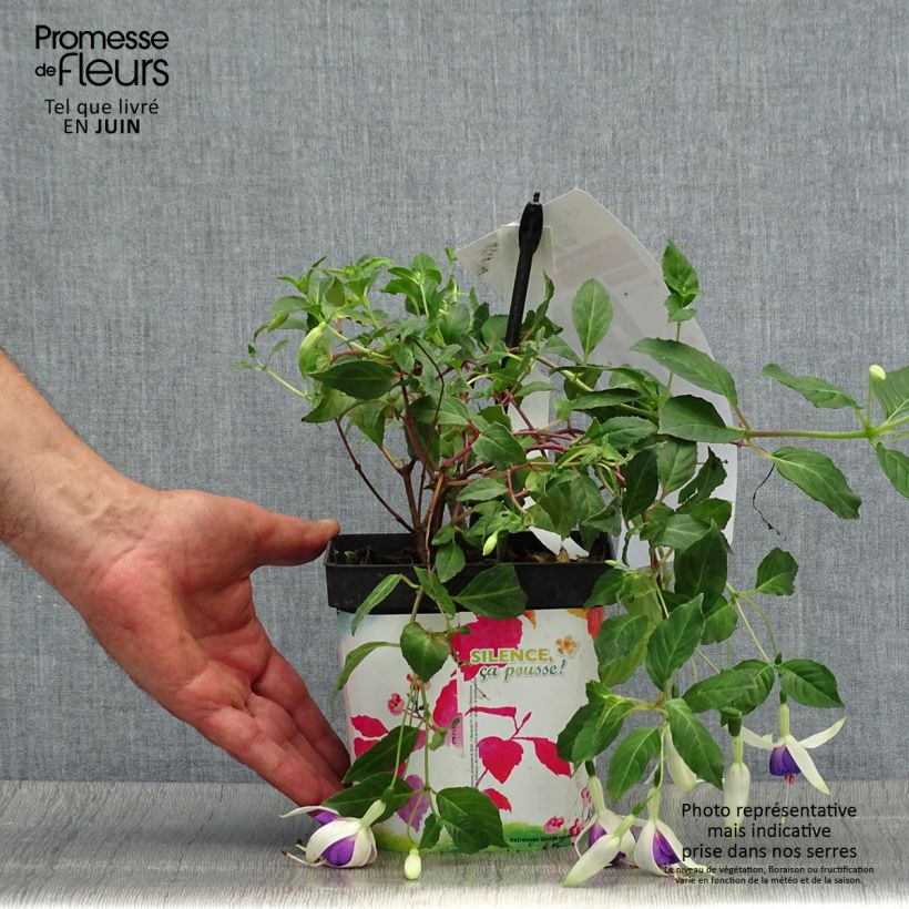 Fuchsia Blue Sarah 2L/3L potShipped height around 15+cm sample as delivered in summer
