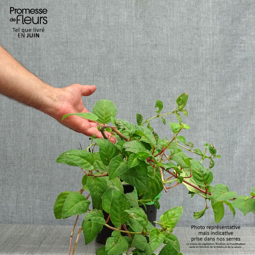Fuchsia Constance 2L/3L pot sample as delivered in summer