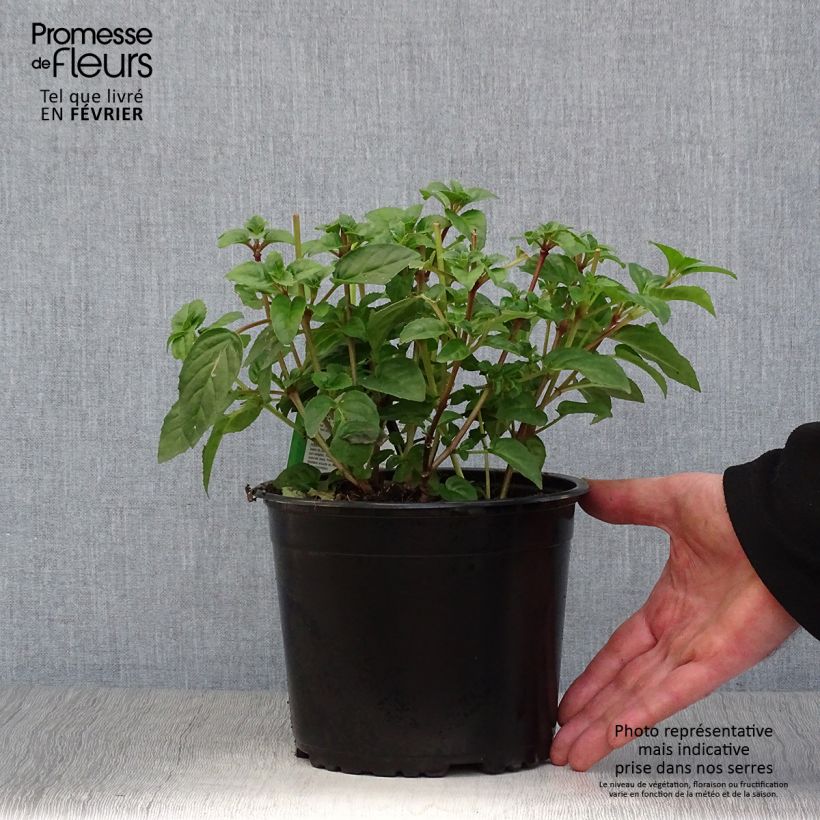 Fuchsia rustique Constance Pot de 2L/3L sample as delivered in winter